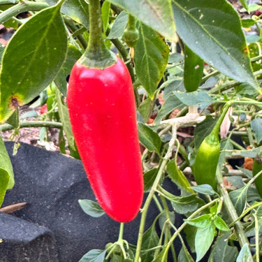 Serrano - Seeds - The Pepper Pantry (Formerly Marie Sharp's)